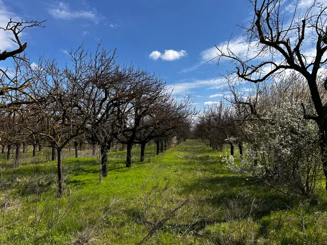 Eladó mezőgazdasági ingatlan Lajosmizse 33380 nm