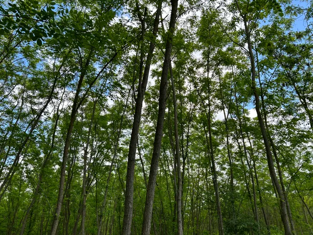 Eladó telek Dabas 1192 nm