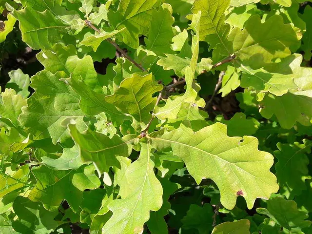 Eladó mezőgazdasági ingatlan Szuhogy 550000 nm