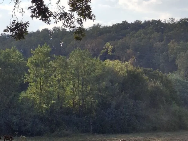 Eladó mezőgazdasági ingatlan Szuhogy 550000 nm