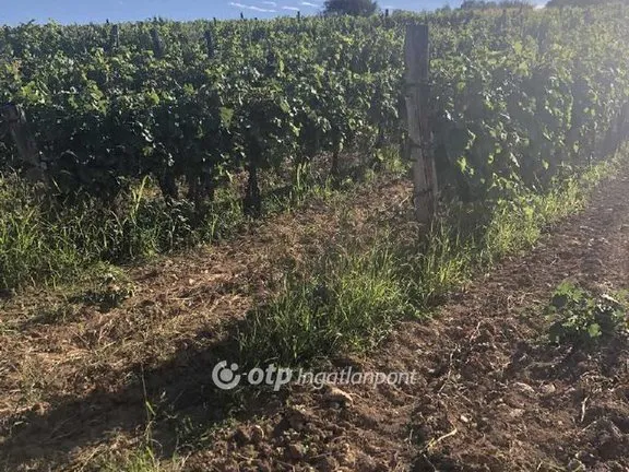 Eladó mezőgazdasági ingatlan Mád 22868 nm