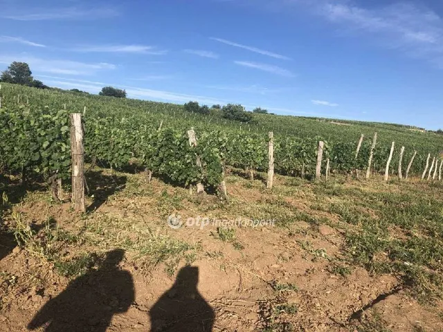 Eladó mezőgazdasági ingatlan Mád 22868 nm