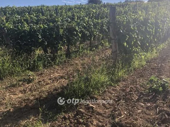 Eladó mezőgazdasági ingatlan Mád 22868 nm