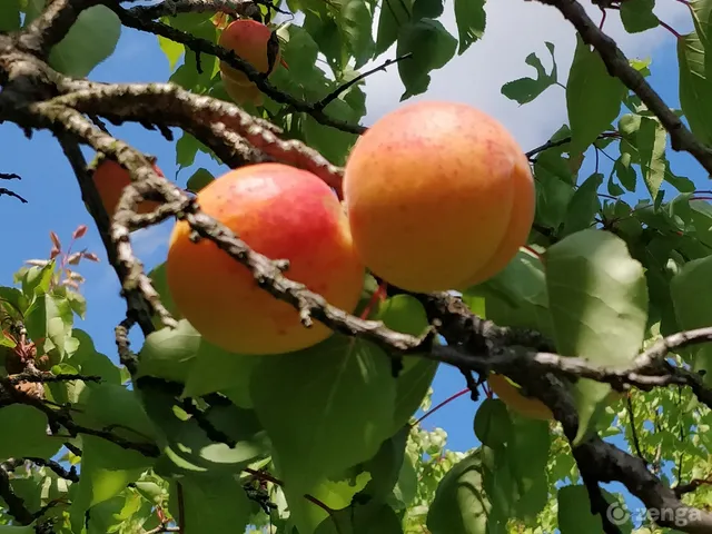 Eladó mezőgazdasági ingatlan Kaposszerdahely 32534 nm