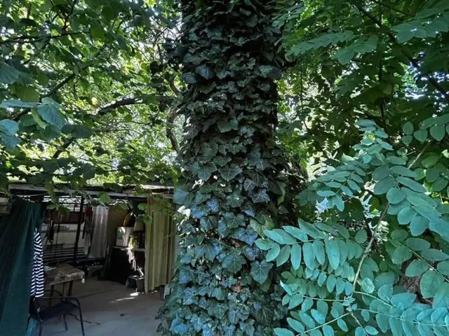 Eladó telek Szeged, Újszeged 530 nm