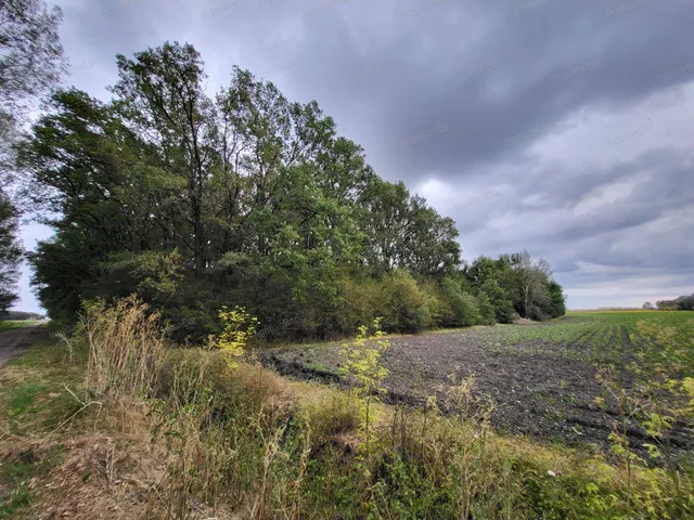Eladó mezőgazdasági ingatlan Tiborszállás 113000 nm