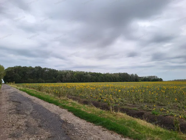 Eladó mezőgazdasági ingatlan Tiborszállás 113000 nm