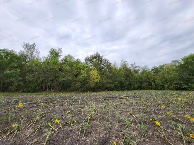 Eladó mezőgazdasági ingatlan Tiborszállás 113000 nm