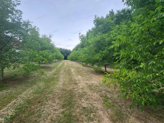 Eladó mezőgazdasági ingatlan Mánd 60 nm