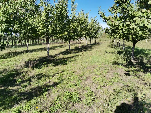 Eladó mezőgazdasági ingatlan Tiszakécske 23 nm