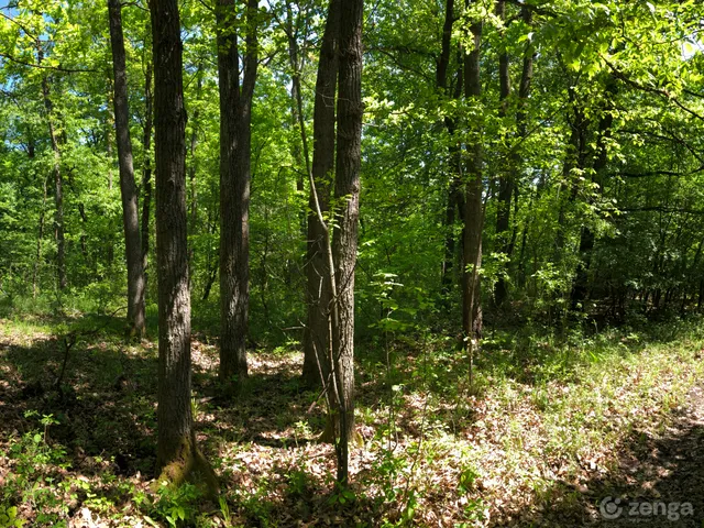 Eladó telek Kismaros, Börzsönyliget 1017 nm