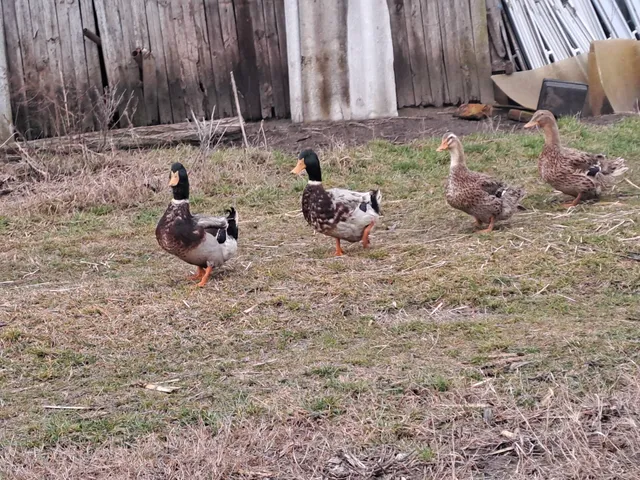 Eladó mezőgazdasági ingatlan Debrecen 452 nm