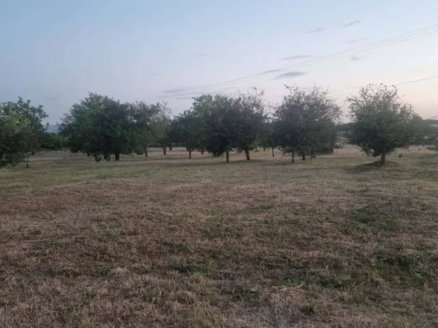 Eladó mezőgazdasági ingatlan Dunavecse 6952 nm