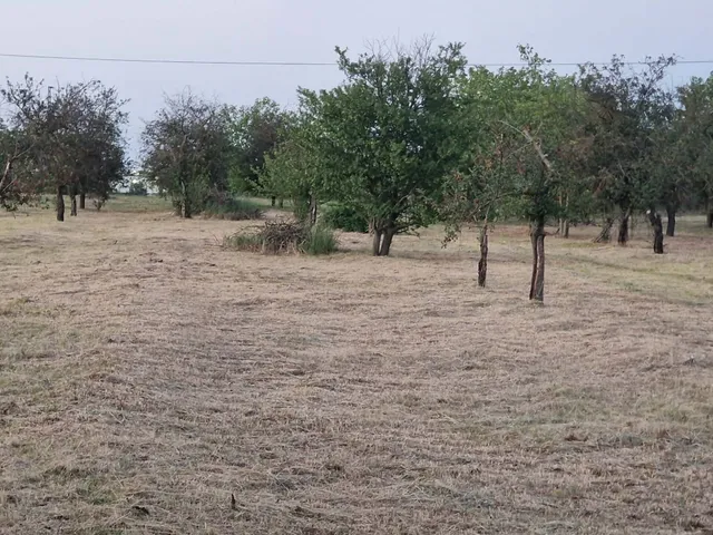 Eladó mezőgazdasági ingatlan Dunavecse 6952 nm