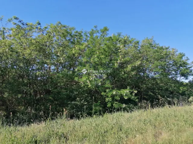 Eladó telek Nagyhalász 1164 nm