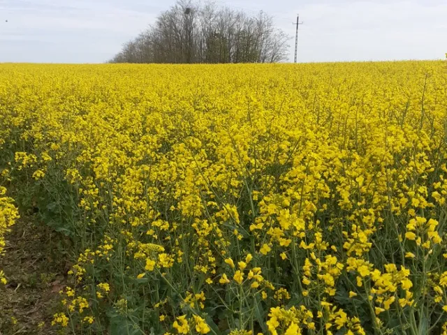 Eladó telek Pápakovácsi 3296 nm