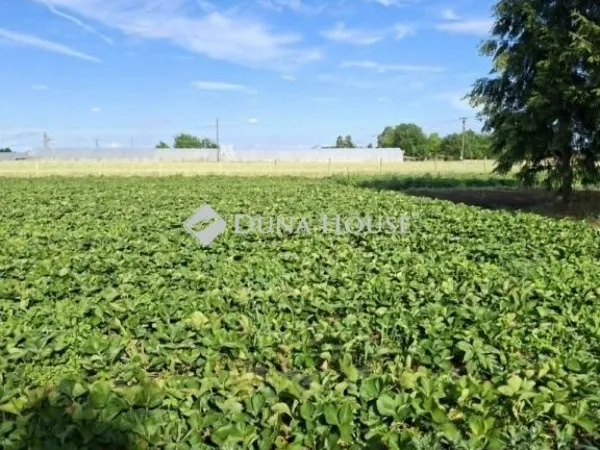 Eladó mezőgazdasági ingatlan Tömörkény 80 nm