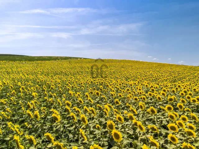 Eladó mezőgazdasági ingatlan Biatorbágy, Bia 8574 nm