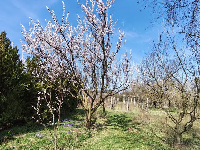 Eladó ház Biatorbágy, Iharos 15 nm