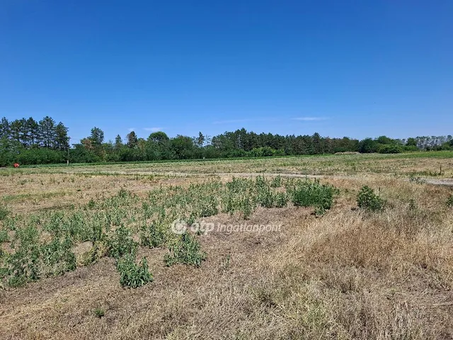Eladó mezőgazdasági ingatlan Szatymaz 135500 nm