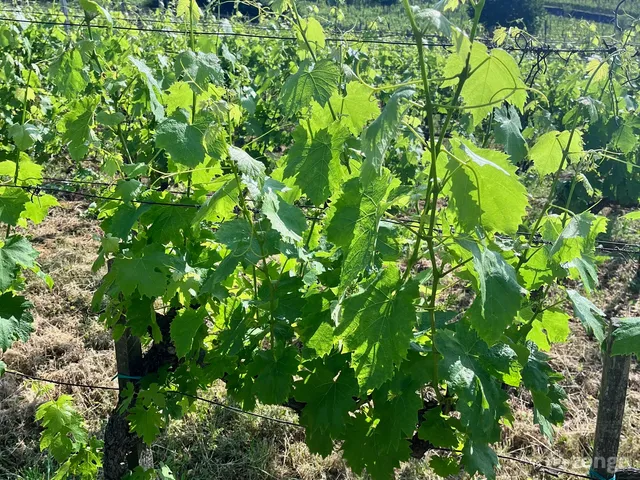 Eladó mezőgazdasági ingatlan Somlószőlős 2034 nm