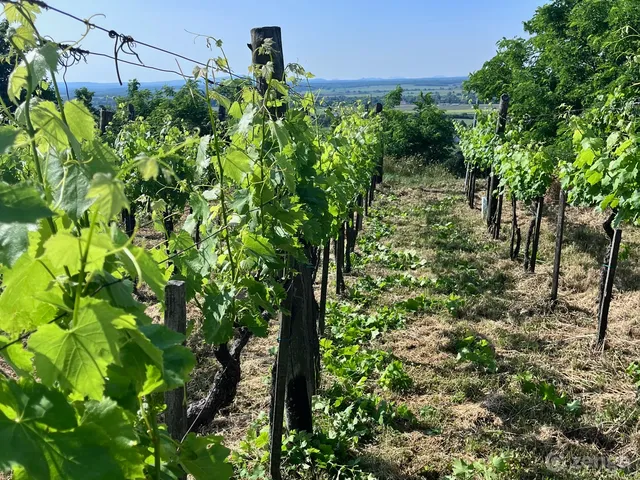 Eladó mezőgazdasági ingatlan Somlószőlős 2034 nm