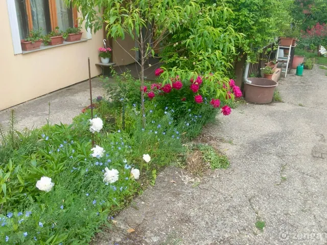 Eladó ház Mád 200 nm