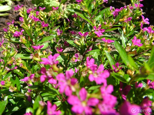 Eladó üdülő és hétvégi ház Kismaros, Börzsönyliget, Szerpentin utca 24 nm