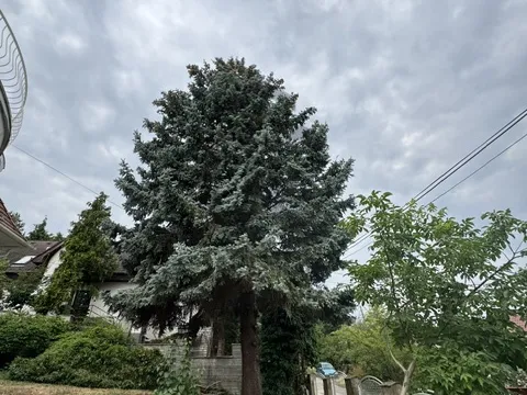 Eladó ház Budapest II. kerület, Remetekertváros 320 nm