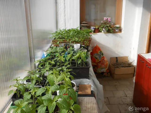 Eladó ház Olasz, Kossuth Lajos utca 93 nm