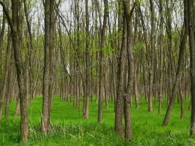 Eladó mezőgazdasági ingatlan Gyál 13430 nm