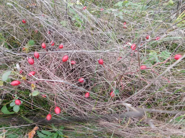 Eladó telek Cserszegtomaj 1947 nm