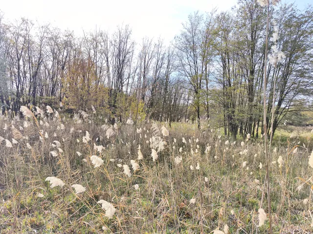 Eladó telek Farmos, 663/7 10000 nm