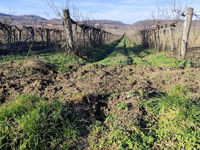 Eladó mezőgazdasági ingatlan Balatoncsicsó 6280 nm