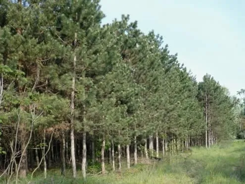 Eladó mezőgazdasági ingatlan Ladánybene 60000 nm