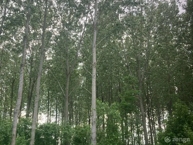 Eladó mezőgazdasági ingatlan Tolna 30200 nm