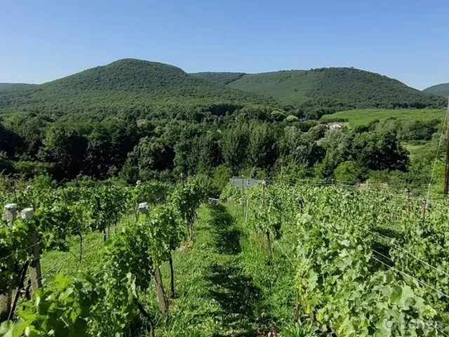 Eladó mezőgazdasági ingatlan Erdőbénye 56 nm