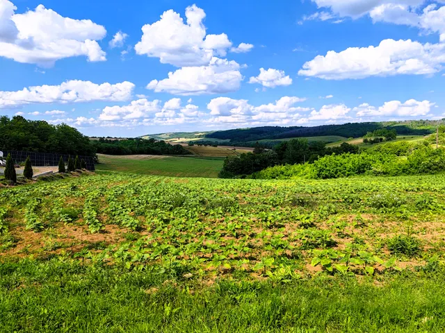 Eladó telek Bonyhád, Börzsöny 4000 nm