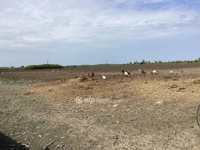 Eladó mezőgazdasági ingatlan Gyomaendrőd 212231 nm