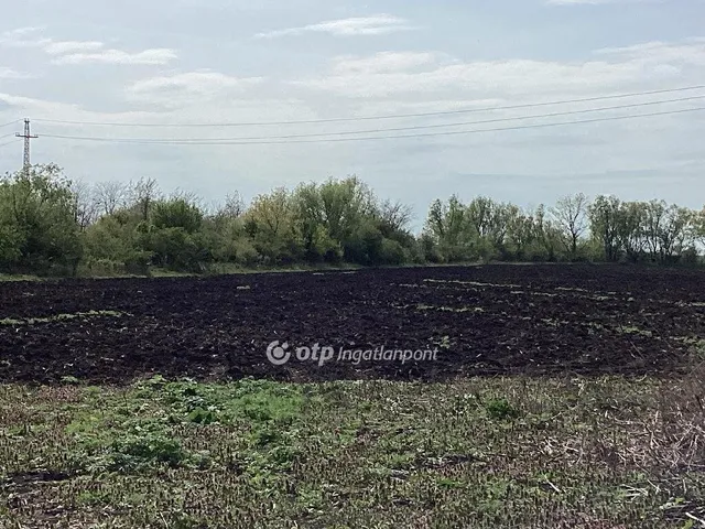 Eladó mezőgazdasági ingatlan Gyomaendrőd 212231 nm