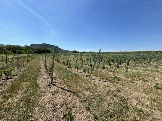 Eladó mezőgazdasági ingatlan Tapolca 37070 nm