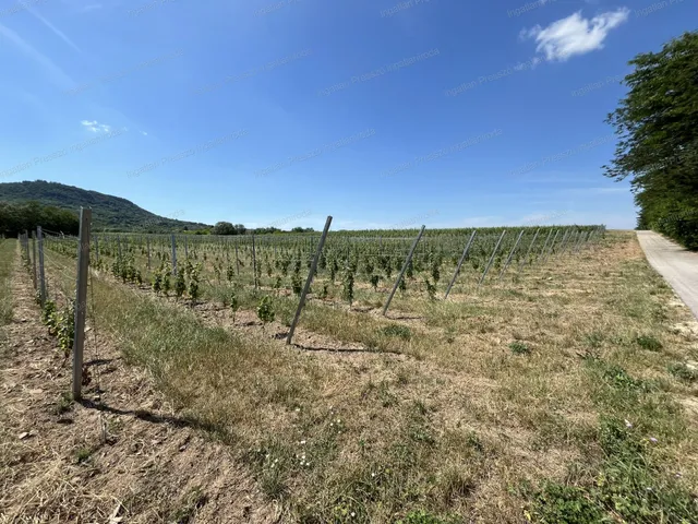 Eladó mezőgazdasági ingatlan Tapolca 37070 nm