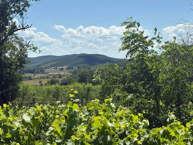 Eladó mezőgazdasági ingatlan Kékkút 6090 nm