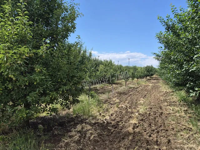 Eladó mezőgazdasági ingatlan Tiszafüred 25919 nm