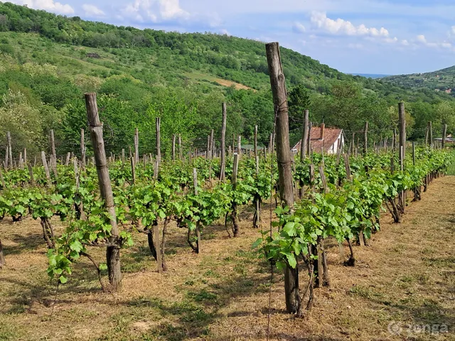 Eladó mezőgazdasági ingatlan Szekszárd 1498 nm