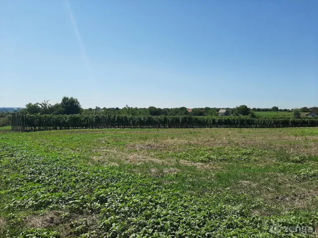 Eladó telek Lepsény 6368 nm