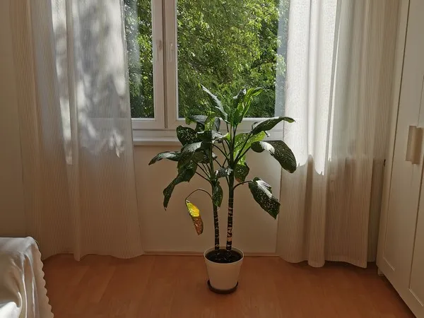 Kiadó lakás Debrecen, Belváros 70 nm