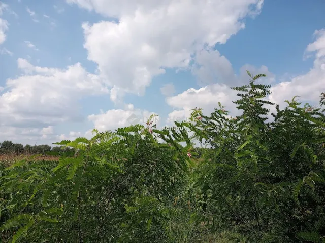 Eladó telek Szigetszentmiklós 5736 nm