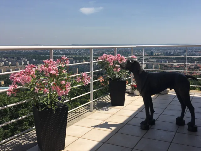 Eladó lakás Budapest III. kerület, Táborhegy 135 nm