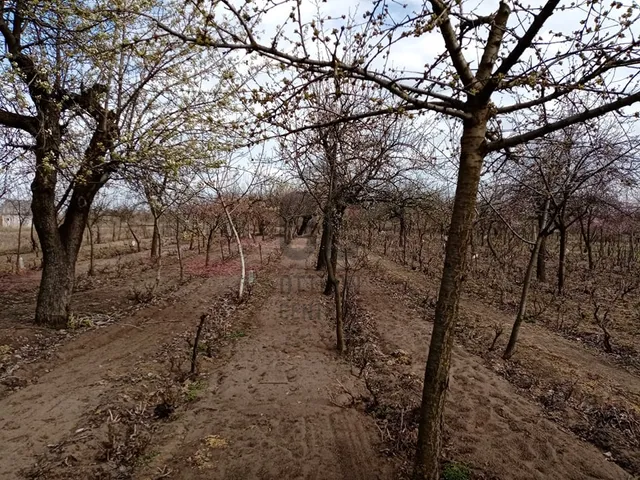 Eladó mezőgazdasági ingatlan Tiszaföldvár 4221 nm